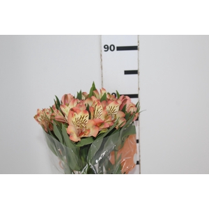 ALSTROEMERIA MILOS 080 CM