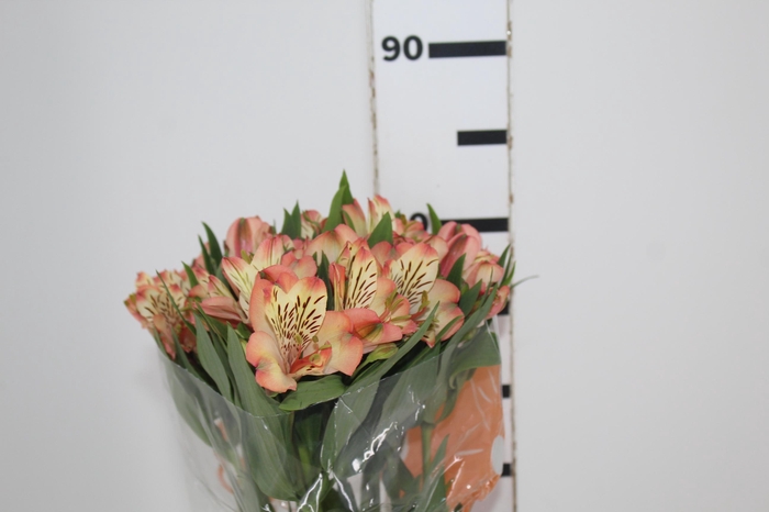<h4>ALSTROEMERIA MILOS 080 CM</h4>