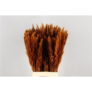 Df Pampas Silvy Bs Brown