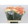Dianthus St Rainbow Mix Orange