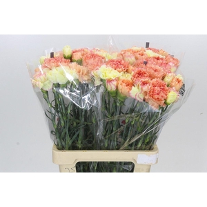 Dianthus St Rainbow Mix Orange