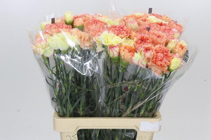 Dianthus St Rainbow Mix Orange