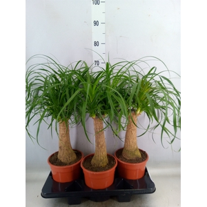 Beaucarnea recurvata