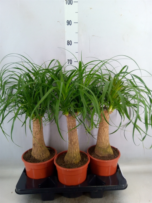 <h4>Beaucarnea recurvata</h4>