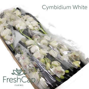 Cymbidium White 12-15 Flowers