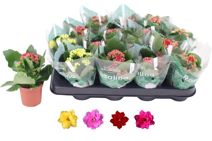 <h4>KAL GE RO GEM 4 KL</h4>