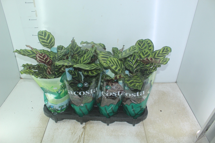 <h4>CALATHEA MAKOYAMA P12</h4>