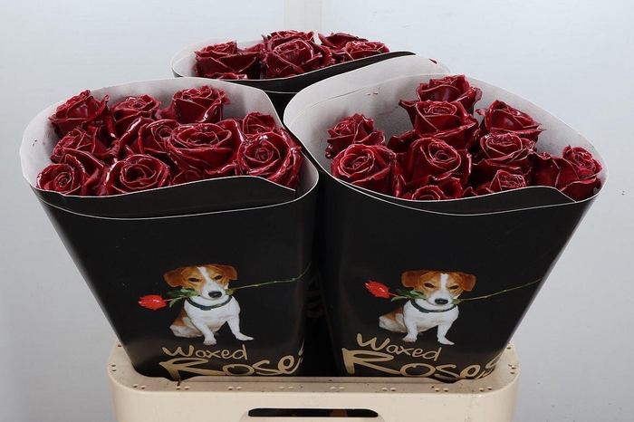 <h4>Wax-Rozen Wax Bordeaux w1</h4>