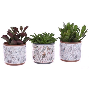 Succulenten mix Ø12cm in Ø14cm Ceramic Pot Forest