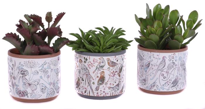 <h4>Succulenten mix Ø12cm in Ø14cm Ceramic Pot Forest</h4>