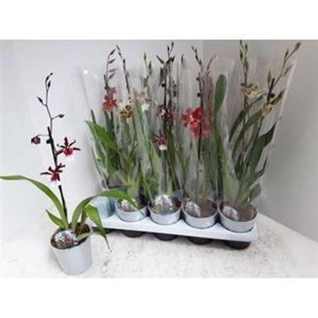 <h4>Cambria Grp Gem</h4>