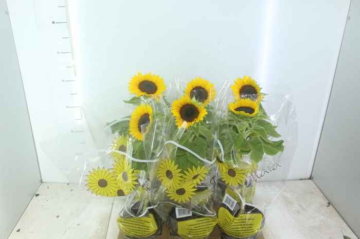 <h4>GIRASSOL MINI SUN BRIGHT P15</h4>