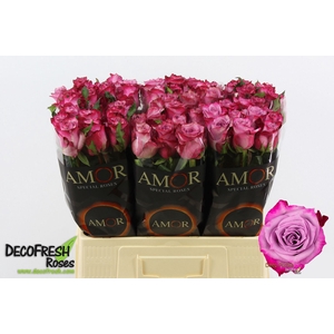 R Gr Deep Purple Ayana