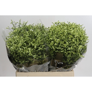 Limonium China Lemon