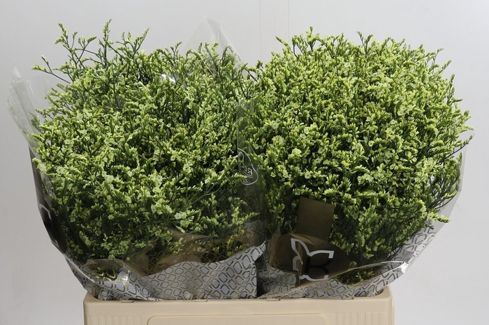 <h4>Limonium China Lemon</h4>