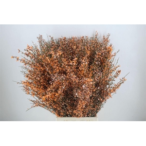 Ginster 400gr Orange P Bunch