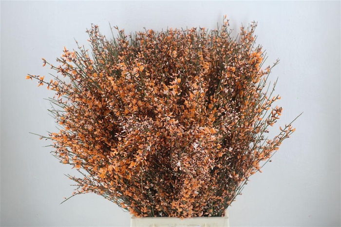<h4>Ginster 400gr Orange P Bunch</h4>