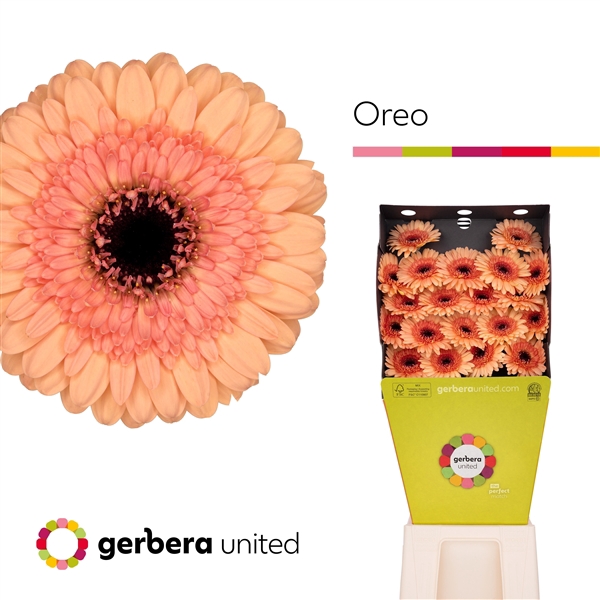 <h4>GE MI Oreo</h4>