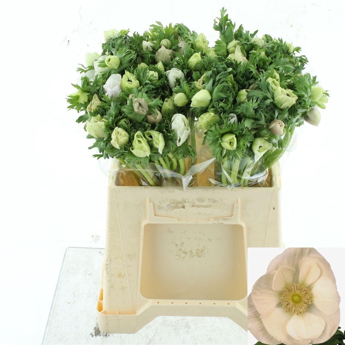 <h4>ANEM CO MAR WHITE</h4>