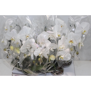 PHALAENOPSIS CASCATA P15 BRANCO MIN 5 FLS