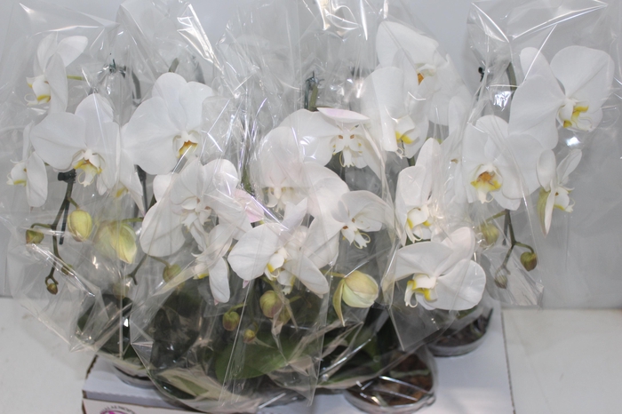 <h4>PHALAENOPSIS CASCATA P15 BRANCO MIN 5 FLS</h4>
