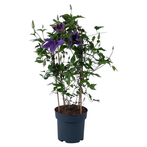 <h4>Clematis Garland Blue</h4>