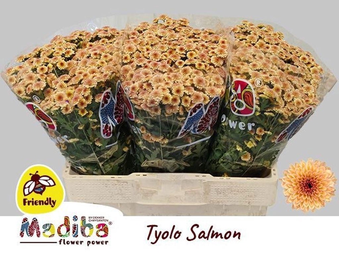 <h4>Chrys sa madiba salmon tyolo</h4>