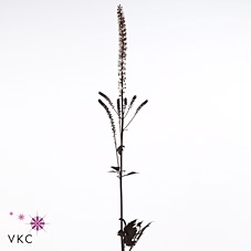 ACTAEA SIM BRUNETTE