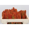 Kniphofia Eycone Orange