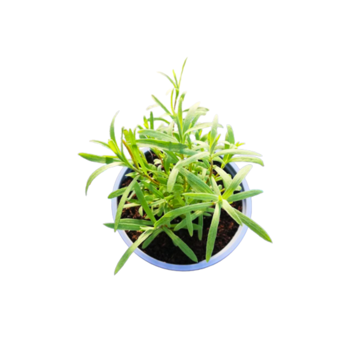 <h4>TUINKRUIDEN GEM</h4>