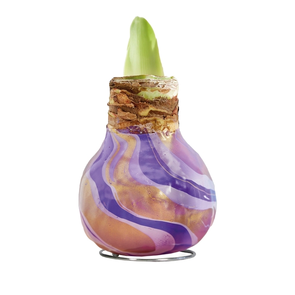 <h4>Amaryllis TOW Swirl Purple 6x1, rode bloem, Tray236</h4>