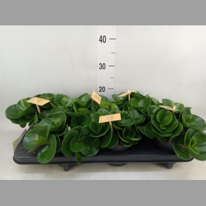 Peperomia obt. 'Green Gold'