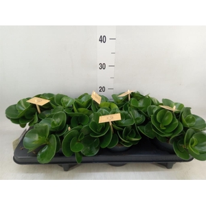 Peperomia obt. 'Green Gold'