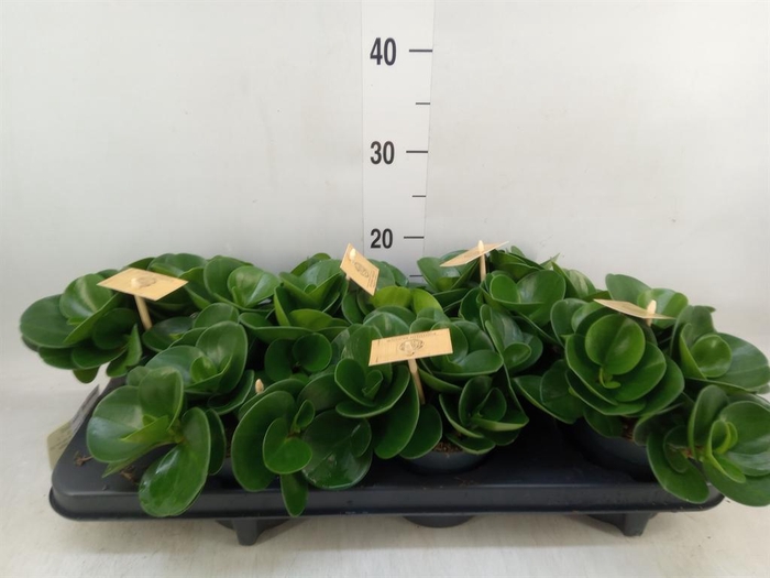 <h4>Peperomia obt. 'Green Gold'</h4>