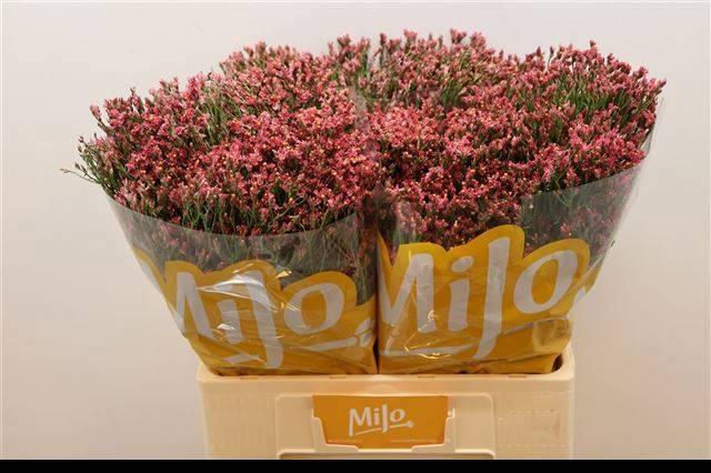 <h4>LIM SIN MAX DIAMOND</h4>