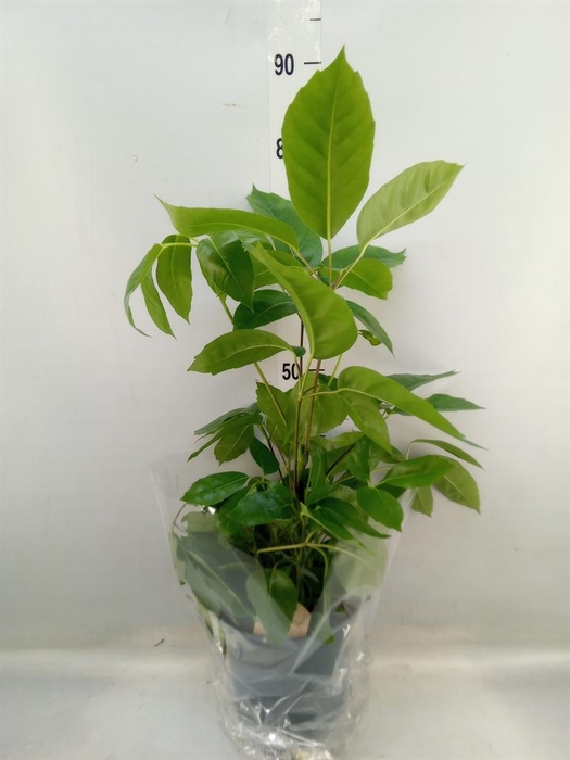 <h4>Schefflera actin.</h4>