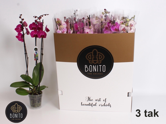 <h4>PHAL GEM 7 KL</h4>