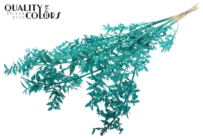 <h4>Ruscus 70cm 5 pc/bunch Intense Turquoise (2x5 bunch/poly)</h4>