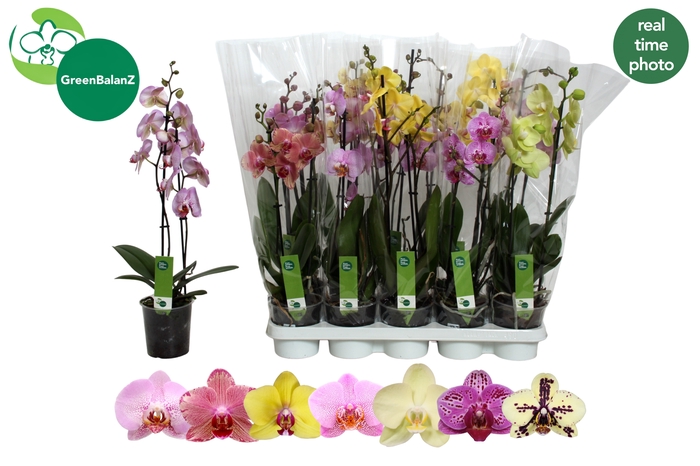 <h4>PHAL GEM 7 KL</h4>