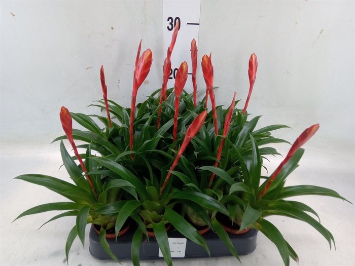 <h4>Vriesea  'Conchita'</h4>