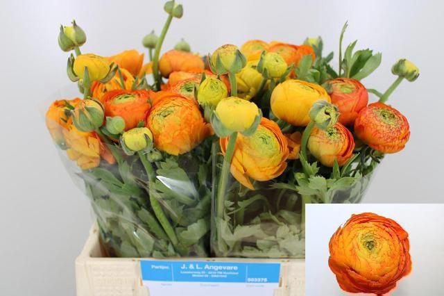 <h4>RAN AAZUR ORANGE</h4>