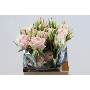 R Gr Victorian Pink