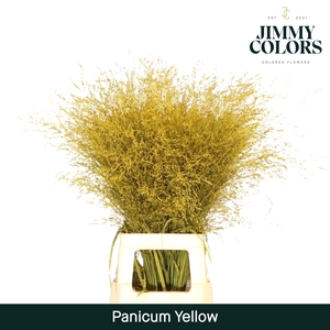 Siergras L90 Geel