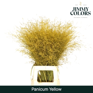 Siergras L90 Geel