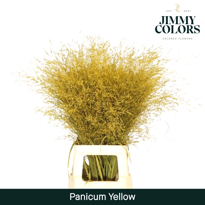 <h4>Panicum L90 Yellow</h4>