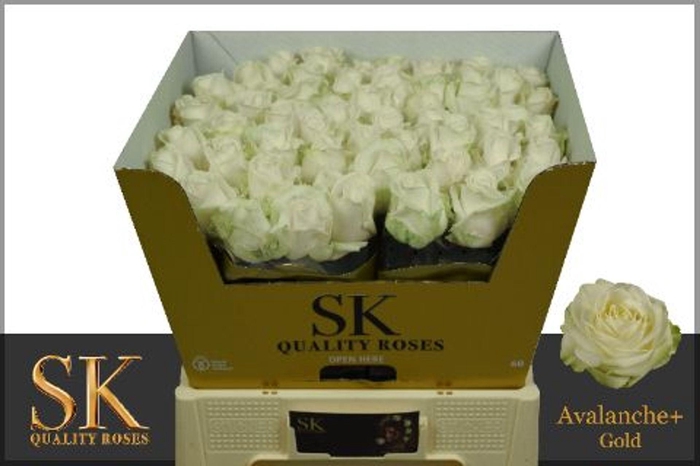 <h4>ROSA GR 'AVALANCHE'</h4>