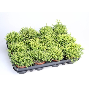 Rhipsalis cereuscula