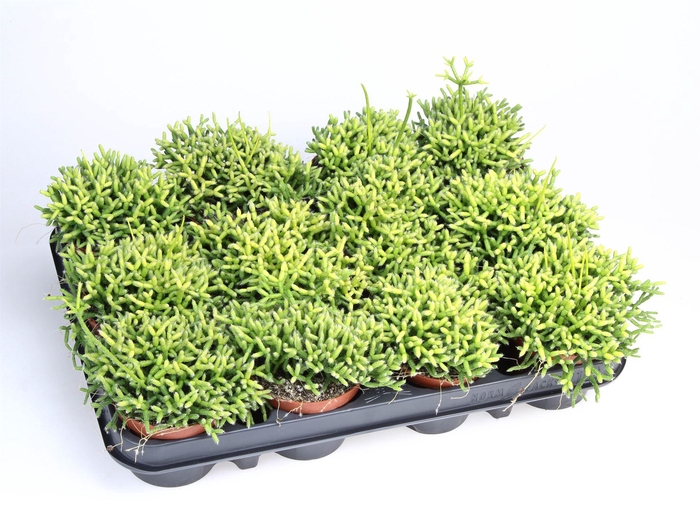 <h4>Rhipsalis cereuscula</h4>