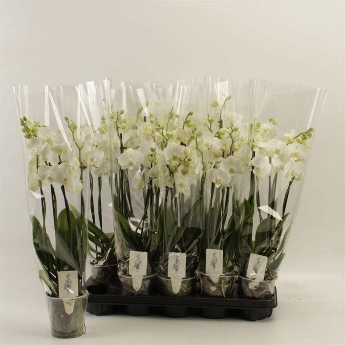 <h4>PHAL OV WIT</h4>
