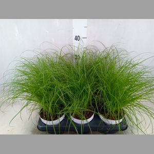 Cyperus alternifolius 'Zumula'